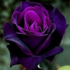 Meet your Posher, Tabitha